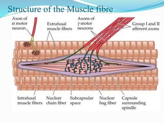Structure of the Muscle fibre
 