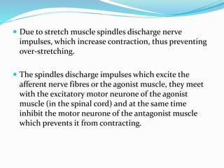  Due to stretch muscle spindles discharge nerve
impulses, which increase contraction, thus preventing
over-stretching.
 The spindles discharge impulses which excite the
afferent nerve fibres or the agonist muscle, they meet
with the excitatory motor neurone of the agonist
muscle (in the spinal cord) and at the same time
inhibit the motor neurone of the antagonist muscle
which prevents it from contracting.
 