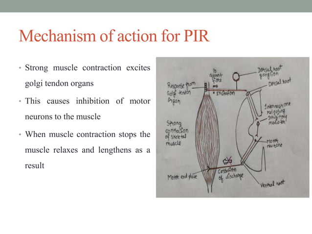 Muscle Energy Technique (MET)....Ppt new | PPTX