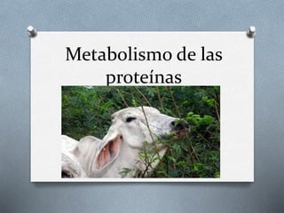 Metabolismo de las
proteínas
 