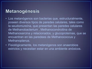 • Los metanógenos son bacterias que, estructuralmente,
poseen diversos tipos de paredes celulares, tales como
la seudomureína, que presentan las paredes celulares
de Methanobacterium , Methanocondroitina de
Methanosarcina y relacionados; y glucoproteínas, que se
encuentran en las paredees de Methanococcus y
Methanoplanus.
• Fisiológicamente, los metanógenos son anaerobios
estrictos y necesitan estar en una ambiente anóxicos.
 