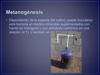 • Dependiendo de la especie del cultivo, puede inocularse
esta bacteria en medios minerales suplementados con
fuente de hidrógeno o con anhídrido carbónico en una
relación (4:1), o también en medios complejos.
 