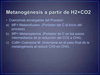 • Coenzimas encargadas del Proceso:
a) MF= Metanofurano. (Portador del C al inicio del
proceso).
b) MP= Metanopterina. (Portador de C en los pasos
intermediarios de la reducción del CO2 a CH4).
c) CoM= Coenzima M. (Interviene en el paso final de la
metalogénesis al reducir CH3 en CH4).
 