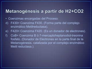 • Coenzimas encargadas del Proceso:
d) F430= Coenzima F430. (Forma parte del complejo
enzimático Metilreductasa).
e) F420= Coenzima F420. (Es un donador de electrones).
f) CoB= Coenzima B ó 7-mercaptoheptanodiol-treonina
fosfato. (Donador de Electrones en la parte final de la
Metanogénesis, catalizada por el complejo enzimático
Metil reductasa.).
 