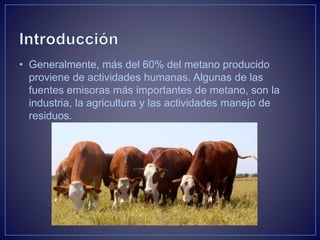 • Generalmente, más del 60% del metano producido
proviene de actividades humanas. Algunas de las
fuentes emisoras más importantes de metano, son la
industria, la agricultura y las actividades manejo de
residuos.
 