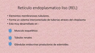 Retículo endoplasmatico liso (REL)
• Elementos membranosos tubulares.
• Forma un sistema interconectado de tuberías atraves del citoplasma
• Esta muy desarrollado en :
Musculo esquelético
Túbulos renales
Glándulas endocrinas productoras de esteroides
 