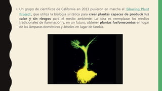 • Un grupo de científicos de California en 2013 pusieron en marcha el ‘Glowing Plant
Project’, que utiliza la biología sintética para crear plantas capaces de producir luz
calor y sin riesgos para el medio ambiente. La idea es reemplazar los medios
tradicionales de iluminación y, en un futuro, obtener plantas fosforescentes en lugar
de las lámparas domésticas y árboles en lugar de farolas.
 