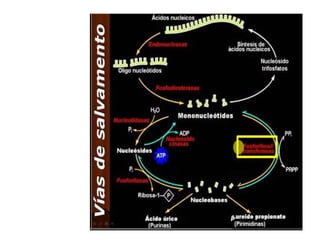 Metabolismo del ácido úrico