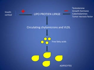 TestosteroneGrowth hormoneCatecholaminesTumor necrosis factorInsulincortisolLIPO PROTIEN LIPASECirculating chylomicrons and VLDLFree fatty acidsADIPOCYTES