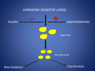 HORMONE SENSITIVE LIPASEinsulincatecholaminesadipocytesfree fatty acidsEsterificationBeta Oxidation