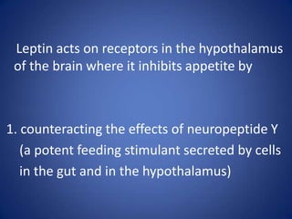     Leptin acts on receptors in the hypothalamus of the brain where it inhibits appetite by 1. counteracting the effects of neuropeptideY      (a potent feeding stimulant secreted by cells     in the gut and in the hypothalamus)