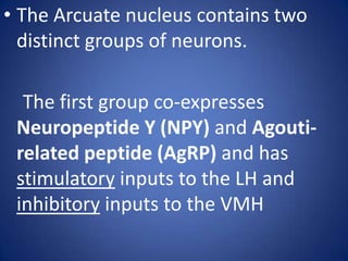 The Arcuatenucleus contains two distinct groups of neurons.    The first group co-expresses NeuropeptideY (NPY) and Agouti-related peptide (AgRP) and has stimulatory inputs to the LH and inhibitory inputs to the VMH