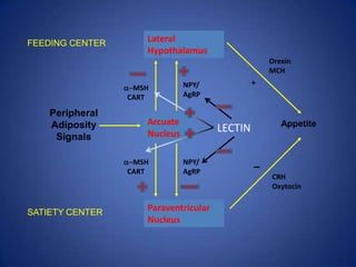 Lateral HypothalamusArcuate NucleusParaventricular NucleusFEEDING CENTEROrexinMCH+NPY/AgRPa-MSH  CARTPeripheralAdipositySignalsAppetiteLECTINNPY/AgRPa-MSH  CARTCRHOxytocinSATIETY CENTER