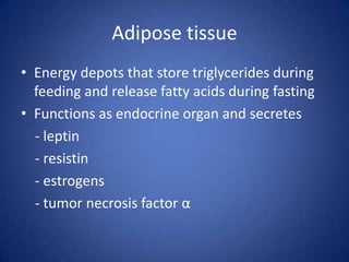 Adipose tissueEnergy depots that store triglycerides during feeding and release fatty acids during fastingFunctions as endocrine organ and secretes    - leptin   - resistin   - estrogens   - tumor necrosis factor α