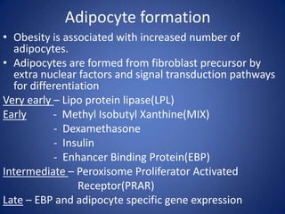 Adipocyte formationObesity is associated with increased number of adipocytes.Adipocytes are formed from fibroblast precursor by extra nuclear factors and signal transduction pathways for differentiation Very early – Lipo protein lipase(LPL)Early          -  Methyl Isobutyl Xanthine(MIX)                  -  Dexamethasone                  -  Insulin                  -  Enhancer Binding Protein(EBP)Intermediate – Peroxisome Proliferator Activated Receptor(PRAR)Late – EBPand adipocyte specific gene expression