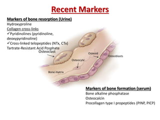 Recent Markers
Osteoblasts
Osteoid
Osteocyte
Bone matrix
Osteoclast
Markers of bone resorption (Urine)
Hydroxyproline
Collagen cross-links
Pyridinolines (pyridinoline,
deoxypyridinoline)
Cross-linked telopeptides (NTx, CTx)
Tartrate-Resistant Acid Posphate
Markers of bone formation (serum)
Bone alkaline phosphatase
Osteocalcin
Procollagen type I propeptides (PINP, PICP)
 