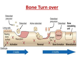 Bone Turn over
 