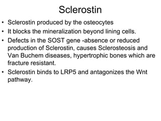 SclerostinSclerostin produced by the osteocytes It blocks the mineralization beyond lining cells.Defects in the SOST gene -absence or reduced production of Sclerostin, causes Sclerosteosis and Van Buchem diseases, hypertrophic bones which are fracture resistant.Sclerostin binds to LRP5 and antagonizes the Wnt pathway.