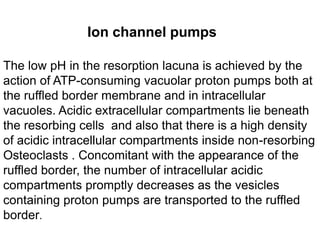 Ion channel pumpsThe low pH in the resorption lacuna is achieved by the action of ATP-consuming vacuolar proton pumps both at the ruffled border membrane and in intracellular vacuoles. Acidic extracellular compartments lie beneath the resorbing cells  and also that there is a high density of acidic intracellular compartments inside non-resorbing Osteoclasts . Concomitant with the appearance of the ruffled border, the number of intracellular acidic compartments promptly decreases as the vesicles containing proton pumps are transported to the ruffled border. 