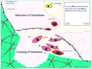 Maturation of OsteoblastsCreeping of Osteoblast