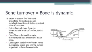 Bone turnover = Bone is dynamic
In order to ensure that bone can
undertake its mechanical and
metabolic functions, it is in a constant
state of turnover
• Osteoclasts, derived from the
hematopoetic stem cell series, resorb
bone.
• Osteoblasts, derived from the
mesenchymal cell precursors, make
bone.
• Osteocytes, buried osteoblasts, sense
mechanical strain and secrete factors
important in bone homeostasis.
 