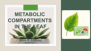 METABOLIC
COMPARTMENTS
IN THE LEAF
Alivie R. Abascar
MAED-TSCI I
 