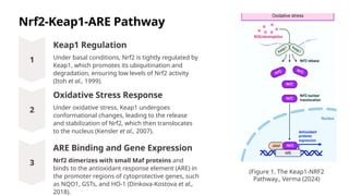 METABOLIC CONSEQUENCES OF CHRONIC HYPERGLYCEMIA - THE ROLE OF NRF2 IN ...