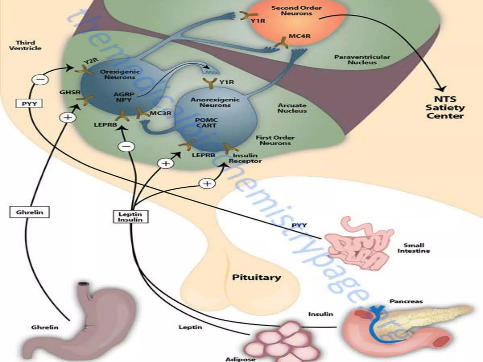 Metabolic consequences of obesity | PPT - Like Obesity And Metabolic