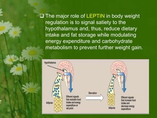  The major role of LEPTIN in body weight
regulation is to signal satiety to the
hypothalamus and, thus, reduce dietary
intake and fat storage while modulating
energy expenditure and carbohydrate
metabolism to prevent further weight gain.
 