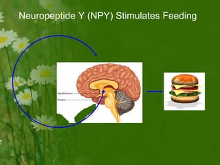 Neuropeptide Y (NPY) Stimulates Feeding
 