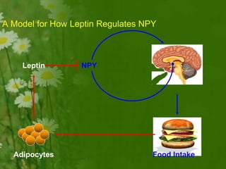 Food Intake
NPYLeptin
Adipocytes
A Model for How Leptin Regulates NPY
 