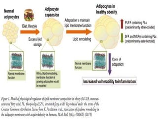 A clustering of atherosclerotic cardiovascular
disease risk factors that include visceral
adiposity (obesity), insulin resistance, low
levels of HDLs and a systemic
proinflammatory state.
There are key components to the metabolic
syndrome which include in addition to insulin
resistance (the hallmark feature of the
syndrome), hypertension, dyslipidemia,
chronic inflammation, impaired fibrinolysis,
procoagulation and most telling central
obesity
 