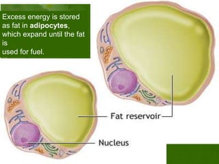 Excess energy is stored
as fat in adipocytes,
which expand until the fat
is
used for fuel.
 