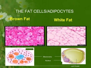 THE FAT CELLS/ADIPOCYTES
Lipid Droplet
Nucleus
Mitochondria
Brown Fat White Fat
 