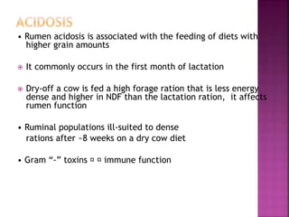 • Rumen acidosis is associated with the feeding of diets with
higher grain amounts
 It commonly occurs in the first month of lactation
 Dry-off a cow is fed a high forage ration that is less energy
dense and higher in NDF than the lactation ration, it affects
rumen function
• Ruminal populations ill-suited to dense
rations after ~8 weeks on a dry cow diet
• Gram “-” toxins 􀃎 􀃎 immune function
 