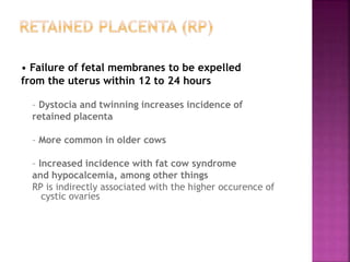 • Failure of fetal membranes to be expelled
from the uterus within 12 to 24 hours
– Dystocia and twinning increases incidence of
retained placenta
– More common in older cows
– Increased incidence with fat cow syndrome
and hypocalcemia, among other things
RP is indirectly associated with the higher occurence of
cystic ovaries
 