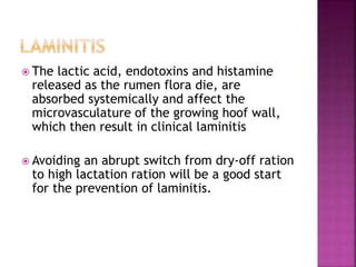  The lactic acid, endotoxins and histamine
released as the rumen flora die, are
absorbed systemically and affect the
microvasculature of the growing hoof wall,
which then result in clinical laminitis
 Avoiding an abrupt switch from dry-off ration
to high lactation ration will be a good start
for the prevention of laminitis.
 