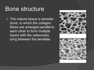 Bone structure
 The mature tissue is lamellar
bone, in which the collagen
fibres are arranged parallel to
each other to form multiple
layers with the osteocytes
lying between the lamellae.
 