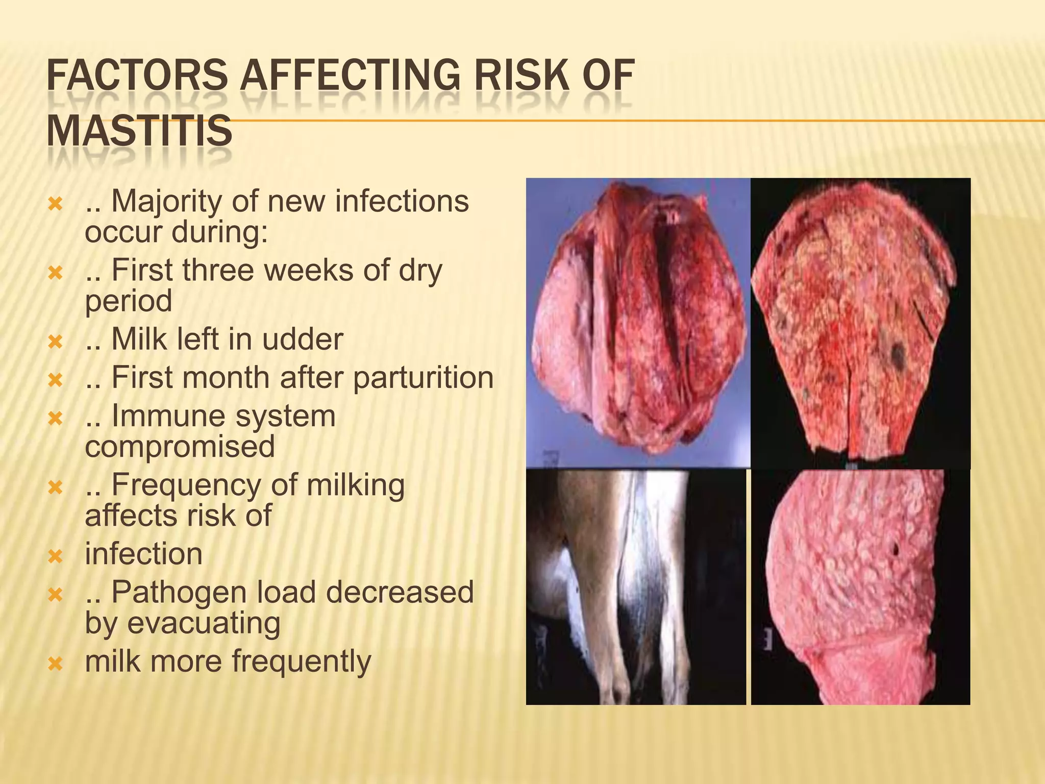 FACTORS AFFECTING RISK OF
MASTITIS
 .. Majority of new infections
occur during:
 .. First three weeks of dry
period
 .. Milk left in udder
 .. First month after parturition
 .. Immune system
compromised
 .. Frequency of milking
affects risk of
 infection
 .. Pathogen load decreased
by evacuating
 milk more frequently
 