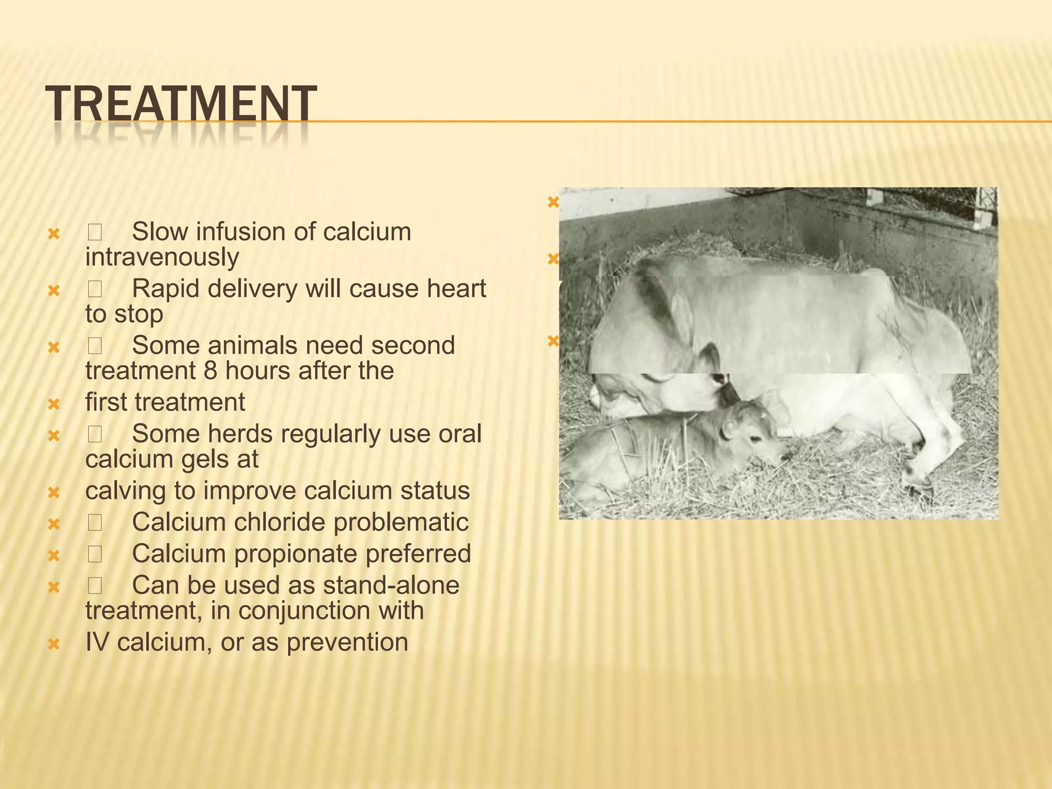 TREATMENT
 􀂄 Slow infusion of calcium
intravenously
 􀂄 Rapid delivery will cause heart
to stop
 􀂄 Some animals need second
treatment 8 hours after the
 first treatment
 􀂄 Some herds regularly use oral
calcium gels at
 calving to improve calcium status
 􀂄 Calcium chloride problematic
 􀂄 Calcium propionate preferred
 􀂄 Can be used as stand-alone
treatment, in conjunction with
 IV calcium, or as prevention
 Cows with milk fever will typically
tuck their head back
 against their flank (Courtesy of
University of IllCows with milk fever
will typically tuck their head back
 against their flank (Courtesy of
University of llinois)inois)
 