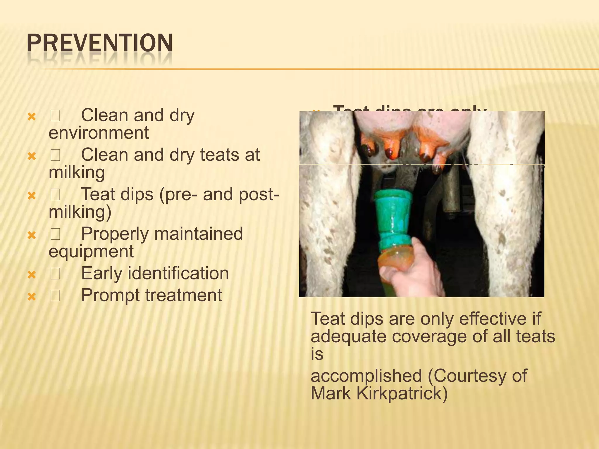 PREVENTION
 􀂄 Clean and dry
environment
 􀂄 Clean and dry teats at
milking
 􀂄 Teat dips (pre- and post-
milking)
 􀂄 Properly maintained
equipment
 􀂄 Early identification
 􀂄 Prompt treatment
 Teat dips are only
effective if adequate
coverage of all teats is
 accomplished (Courtesy
of Mark Kirkpa
Teat dips are only effective if
adequate coverage of all teats
is
accomplished (Courtesy of
Mark Kirkpatrick)
 