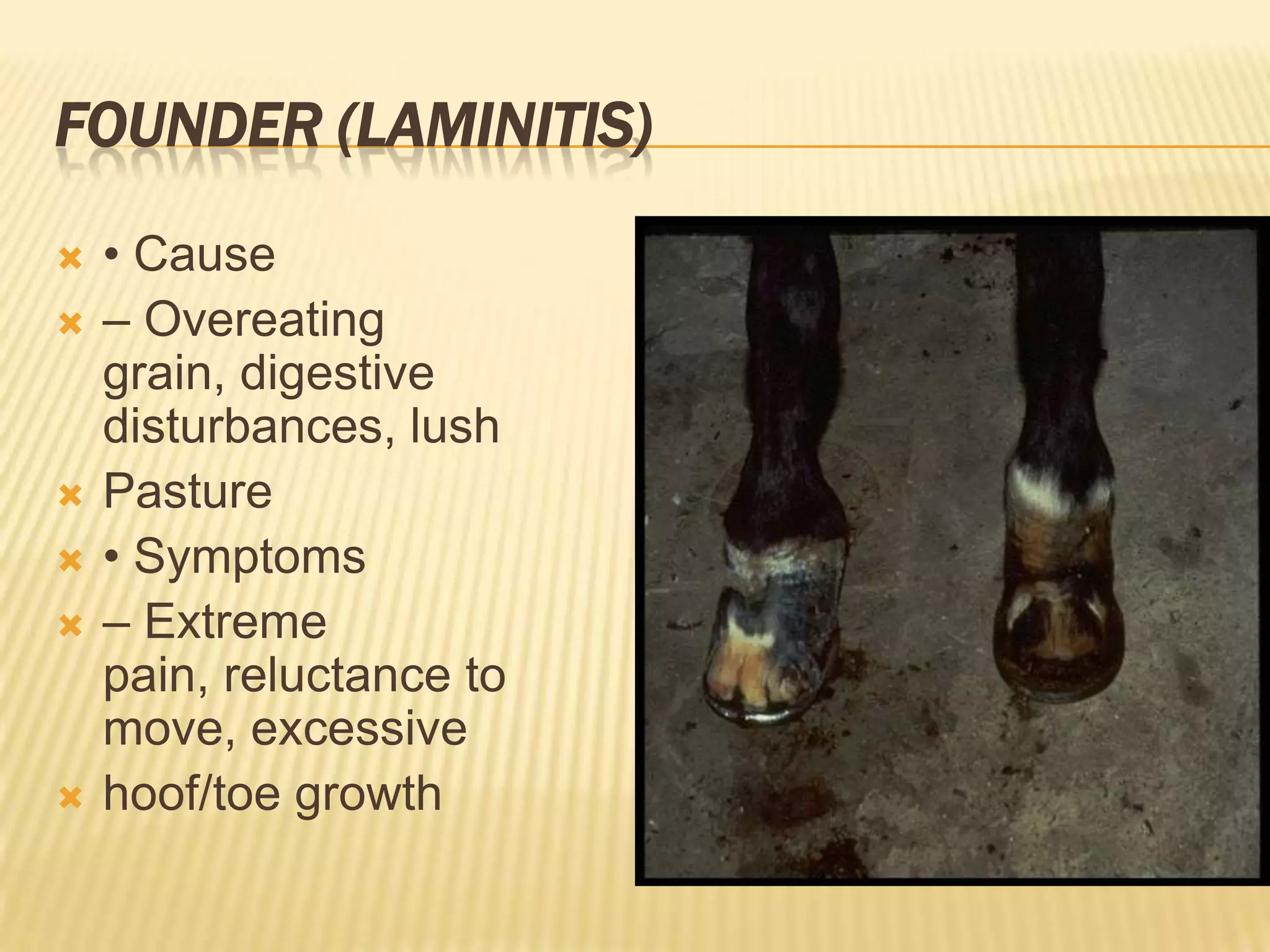 FOUNDER (LAMINITIS)
 • Cause
 – Overeating
grain, digestive
disturbances, lush
 Pasture
 • Symptoms
 – Extreme
pain, reluctance to
move, excessive
 hoof/toe growth
 