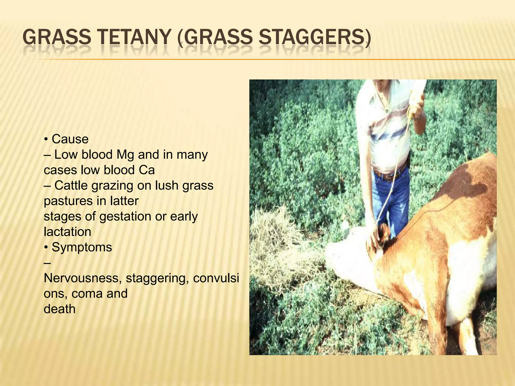 GRASS TETANY (GRASS STAGGERS)
• Cause
– Low blood Mg and in many
cases low blood Ca
– Cattle grazing on lush grass
pastures in latter
stages of gestation or early
lactation
• Symptoms
–
Nervousness, staggering, convulsi
ons, coma and
death
 
