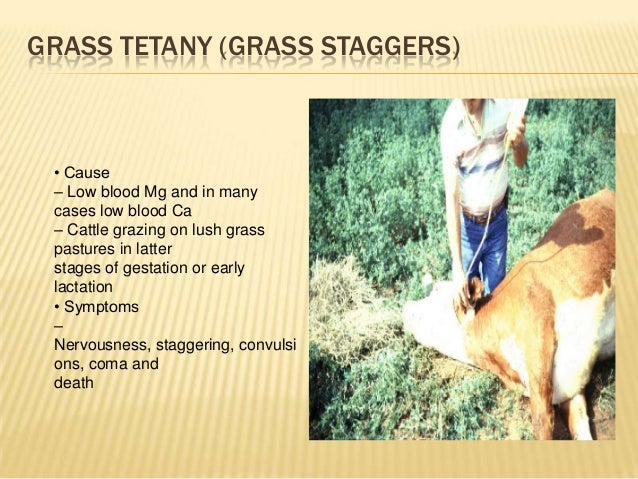 what is tetany in cows