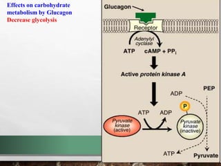 Metabolic effect of insulin and glucagon | PPTX