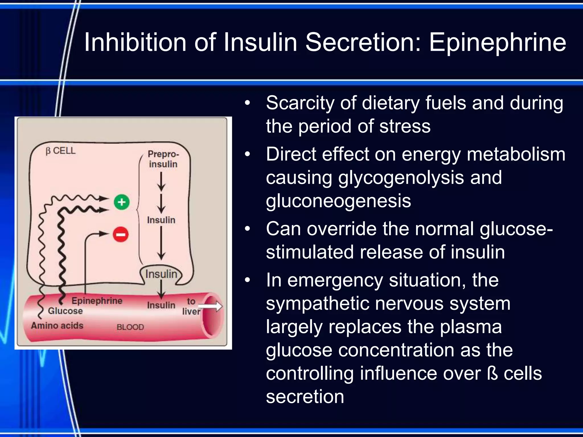 Inhibition of Insulin Secretion: Epinephrine
• Scarcity of dietary fuels and during
the period of stress
• Direct effect on energy metabolism
causing glycogenolysis and
gluconeogenesis
• Can override the normal glucose-
stimulated release of insulin
• In emergency situation, the
sympathetic nervous system
largely replaces the plasma
glucose concentration as the
controlling influence over ß cells
secretion
 