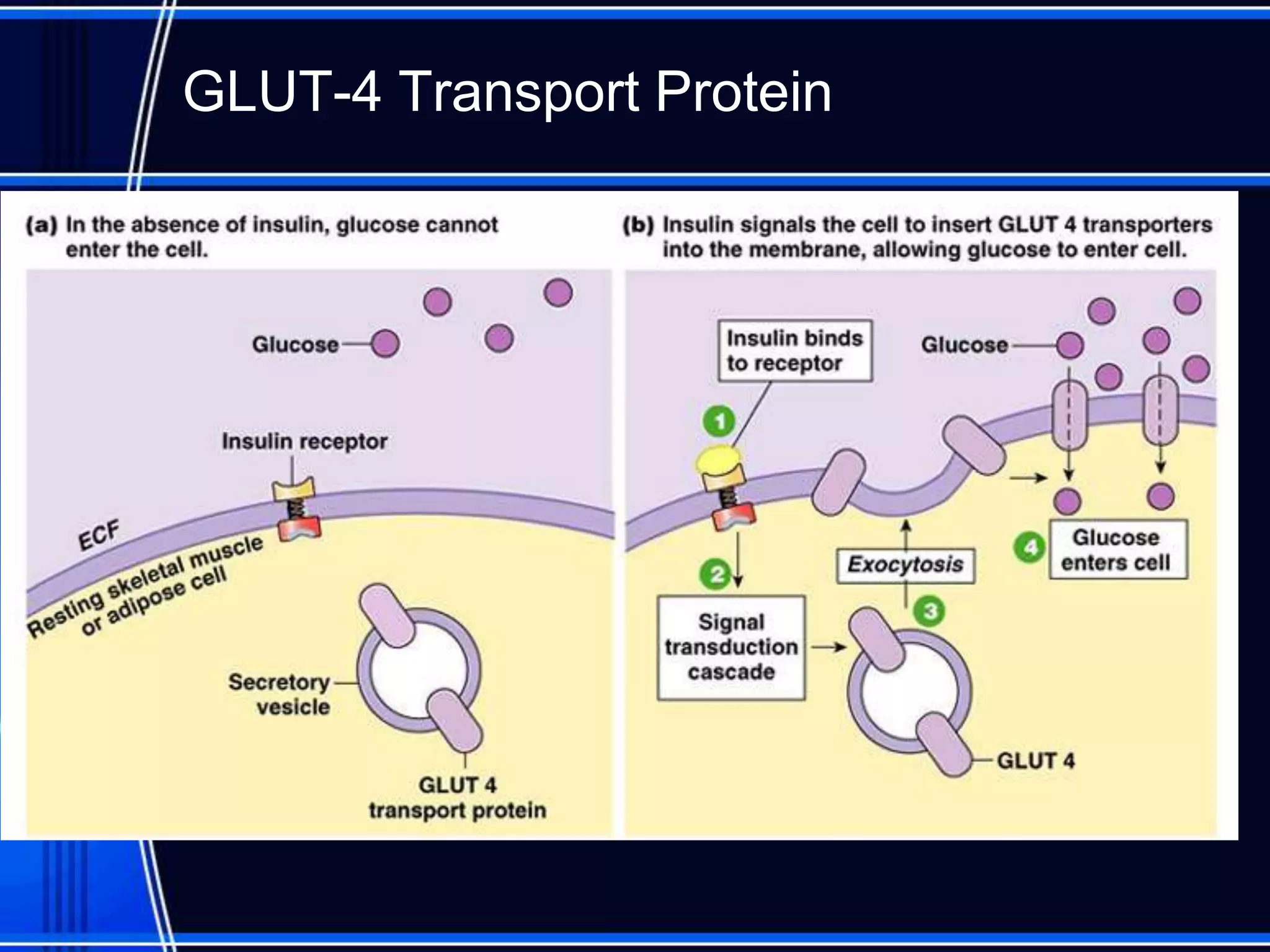 GLUT-4 Transport Protein
 