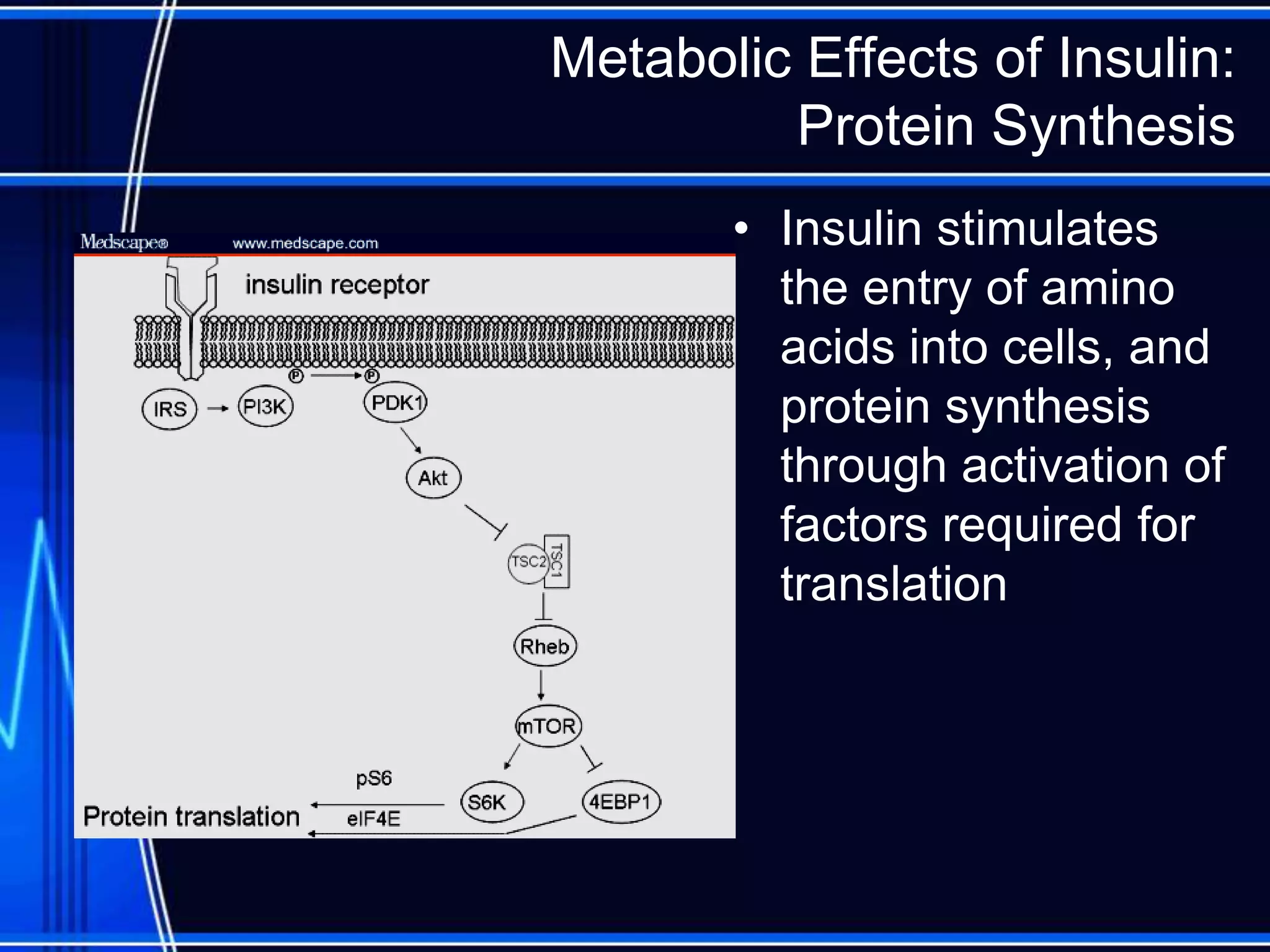 Metabolic Effects of Insulin:
Protein Synthesis
• Insulin stimulates
the entry of amino
acids into cells, and
protein synthesis
through activation of
factors required for
translation
 