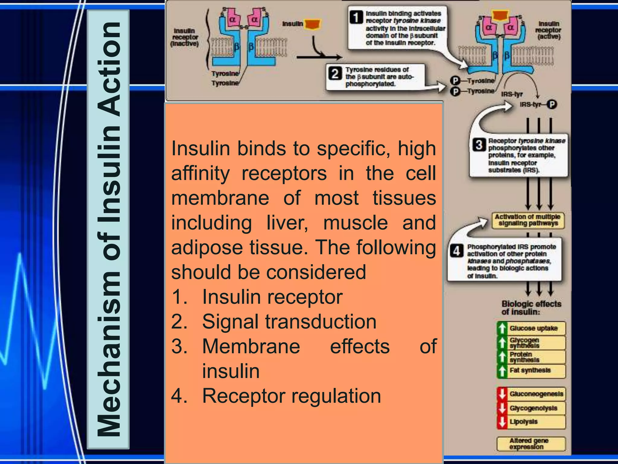 Insulin binds to specific, high
affinity receptors in the cell
membrane of most tissues
including liver, muscle and
adipose tissue. The following
should be considered
1. Insulin receptor
2. Signal transduction
3. Membrane effects of
insulin
4. Receptor regulation
MechanismofInsulinAction
 