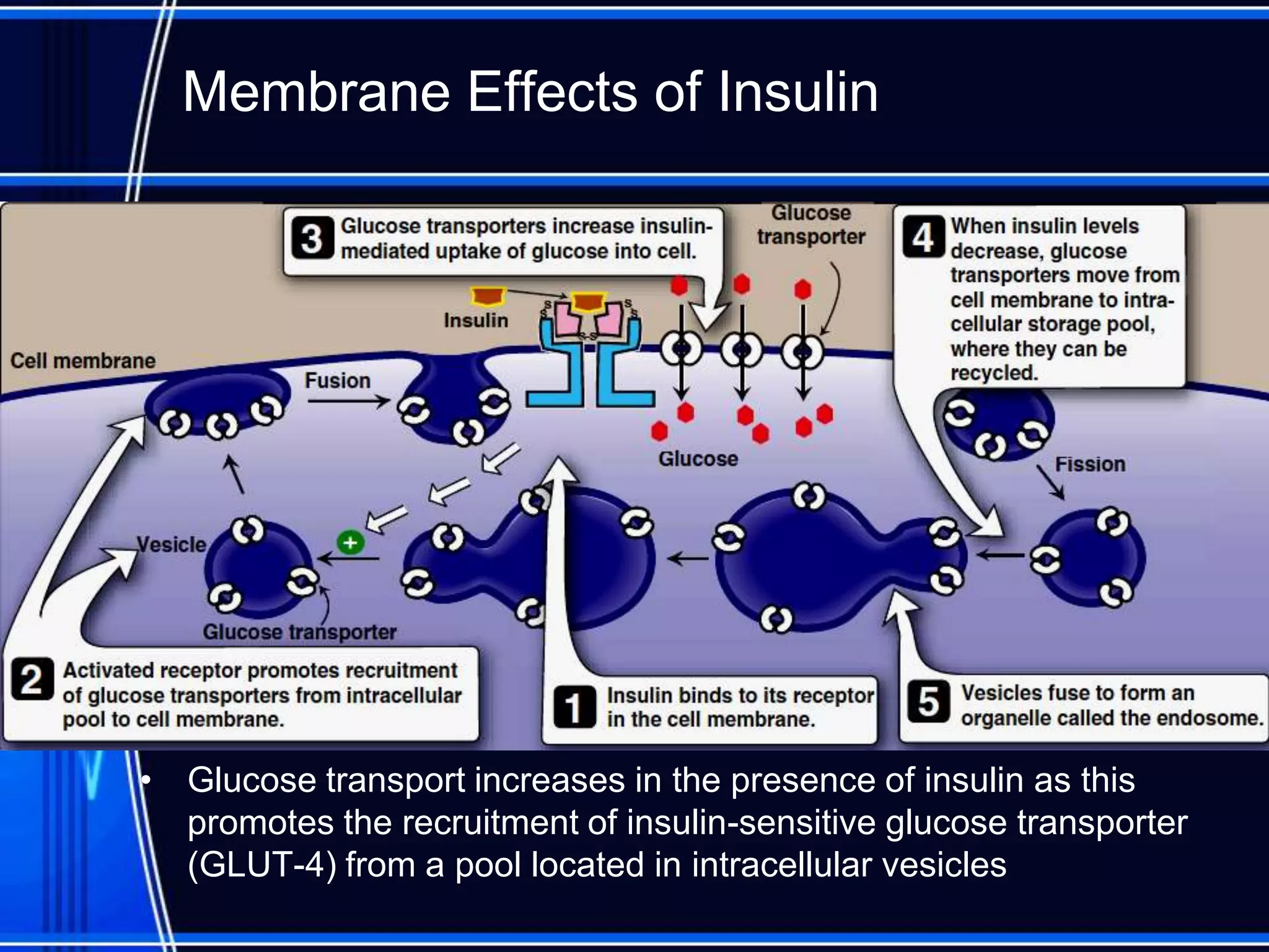 Membrane Effects of Insulin
• Glucose transport increases in the presence of insulin as this
promotes the recruitment of insulin-sensitive glucose transporter
(GLUT-4) from a pool located in intracellular vesicles
 